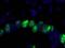 PCNA antibody, IHC-00012, Bethyl Labs, Immunofluorescence image 
