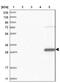 Thioredoxin Domain Containing 9 antibody, NBP1-89053, Novus Biologicals, Western Blot image 