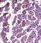 Dystroglycan 1 antibody, LS-C167263, Lifespan Biosciences, Immunohistochemistry paraffin image 