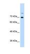 Interleukin Enhancer Binding Factor 3 antibody, NBP1-58225, Novus Biologicals, Western Blot image 
