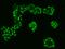 CTR9 Homolog, Paf1/RNA Polymerase II Complex Component antibody, 201675-T02, Sino Biological, Immunohistochemistry paraffin image 