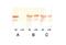 Troponin I3, Cardiac Type antibody, NB120-8290, Novus Biologicals, Western Blot image 