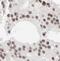 N-Methylpurine DNA Glycosylase antibody, FNab10042, FineTest, Immunohistochemistry paraffin image 