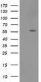 p53 antibody, TA502851BM, Origene, Western Blot image 