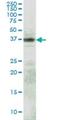 RFNG O-Fucosylpeptide 3-Beta-N-Acetylglucosaminyltransferase antibody, H00005986-M08, Novus Biologicals, Western Blot image 