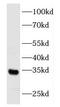 Fibroblast Growth Factor 17 antibody, FNab03092, FineTest, Western Blot image 