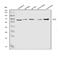 5-Aminoimidazole-4-Carboxamide Ribonucleotide Formyltransferase/IMP Cyclohydrolase antibody, A05404-2, Boster Biological Technology, Western Blot image 