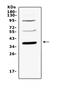 Thrombopoietin antibody, A03222-1, Boster Biological Technology, Western Blot image 