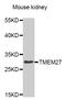 Collectrin, Amino Acid Transport Regulator antibody, MBS129014, MyBioSource, Western Blot image 