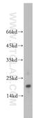 Transmembrane Protein 70 antibody, 20388-1-AP, Proteintech Group, Western Blot image 