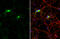 Somatostatin antibody, GTX133153, GeneTex, Immunofluorescence image 