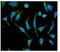 Acyl-CoA Dehydrogenase Medium Chain antibody, ab92461, Abcam, Immunofluorescence image 