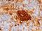 Insulin antibody, NB100-64697, Novus Biologicals, Immunohistochemistry paraffin image 