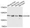 DEAH-Box Helicase 36 antibody, MBS129283, MyBioSource, Western Blot image 