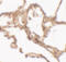 Arylsulfatase B antibody, 7465, ProSci Inc, Immunohistochemistry frozen image 