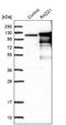 RAD21 Cohesin Complex Component antibody, NBP1-83260, Novus Biologicals, Western Blot image 