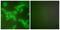 Cystatin B antibody, abx013197, Abbexa, Western Blot image 