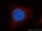 Sulfotransferase Family 1A Member 1 antibody, 10911-2-AP, Proteintech Group, Immunofluorescence image 