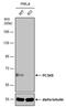 Proprotein Convertase Subtilisin/Kexin Type 9 antibody, PA5-78663, Invitrogen Antibodies, Western Blot image 