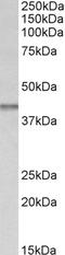 Isocitrate Dehydrogenase (NAD(+)) 3 Beta antibody, STJ72609, St John