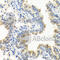 Leucine Rich Alpha-2-Glycoprotein 1 antibody, A7850, ABclonal Technology, Immunohistochemistry paraffin image 