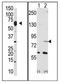 Negative Regulator Of Ubiquitin Like Proteins 1 antibody, AP12224PU-N, Origene, Western Blot image 