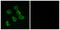 Olfactory Receptor Family 52 Subfamily B Member 2 antibody, GTX87314, GeneTex, Immunocytochemistry image 