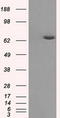 Histone deacetylase 10 antibody, LS-C114828, Lifespan Biosciences, Western Blot image 