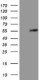 Gamma-Aminobutyric Acid Type A Receptor Alpha5 Subunit antibody, LS-C798332, Lifespan Biosciences, Western Blot image 