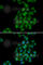 Phospholipid Scramblase 1 antibody, A6691, ABclonal Technology, Immunofluorescence image 