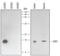 Superoxide Dismutase 1 antibody, MAB3418, R&D Systems, Western Blot image 