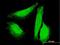Sad1 And UNC84 Domain Containing 1 antibody, H00023353-B01P, Novus Biologicals, Immunofluorescence image 