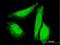 SUN domain-containing protein 1 antibody, H00023353-B01P, Novus Biologicals, Immunofluorescence image 