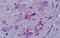 Neuropeptide Y Receptor Y4 antibody, GTX71107, GeneTex, Immunohistochemistry paraffin image 