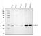 Cyclin Dependent Kinase 4 antibody, MA1020, Boster Biological Technology, Western Blot image 