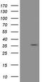 Eukaryotic Translation Initiation Factor 2 Subunit Alpha antibody, TA501374S, Origene, Western Blot image 