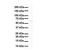 Solute Carrier Family 7 Member 1 antibody, NBP1-59857, Novus Biologicals, Western Blot image 