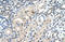 Ubiquitin Protein Ligase E3 Component N-Recognin 7 (Putative) antibody, 29-849, ProSci, Immunohistochemistry frozen image 