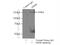 MutS Homolog 6 antibody, 66172-1-Ig, Proteintech Group, Immunoprecipitation image 