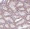 Ribonuclease A Family Member 10 (Inactive) antibody, NBP2-30865, Novus Biologicals, Immunohistochemistry frozen image 