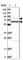 Amphiphysin antibody, HPA019829, Atlas Antibodies, Western Blot image 