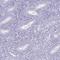 Testis Expressed 19 antibody, HPA054577, Atlas Antibodies, Immunohistochemistry frozen image 