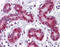 TSC22 Domain Family Member 3 antibody, 51-450, ProSci, Immunohistochemistry frozen image 