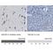 NAC Alpha Domain Containing antibody, NBP2-47363, Novus Biologicals, Immunohistochemistry paraffin image 