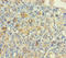 Nucleoporin 153 antibody, LS-C370057, Lifespan Biosciences, Immunohistochemistry paraffin image 