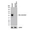 Basigin (Ok Blood Group) antibody, MAB3195, R&D Systems, Western Blot image 