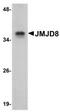 Jumonji Domain Containing 8 antibody, NBP1-77076, Novus Biologicals, Western Blot image 