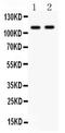 Nucleotide Binding Oligomerization Domain Containing 1 antibody, PA5-79747, Invitrogen Antibodies, Western Blot image 