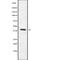 G Protein-Coupled Receptor 139 antibody, abx215686, Abbexa, Western Blot image 