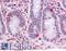 Semaphorin 4B antibody, LS-A9040, Lifespan Biosciences, Immunohistochemistry frozen image 